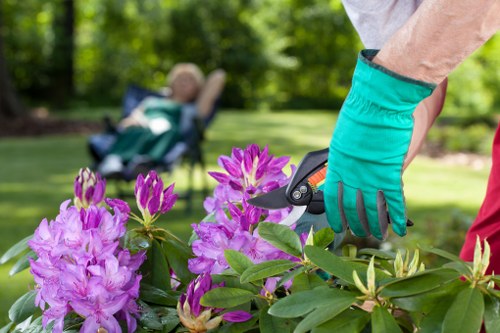 Gardener trimming a privet hedge