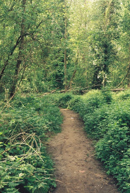 A lush, expansive park scene featuring a wide, well-maintained grassy area bordered by tall, mature deciduous trees with dense green foliage. The trees create a natural canopy, casting dappled sunligh